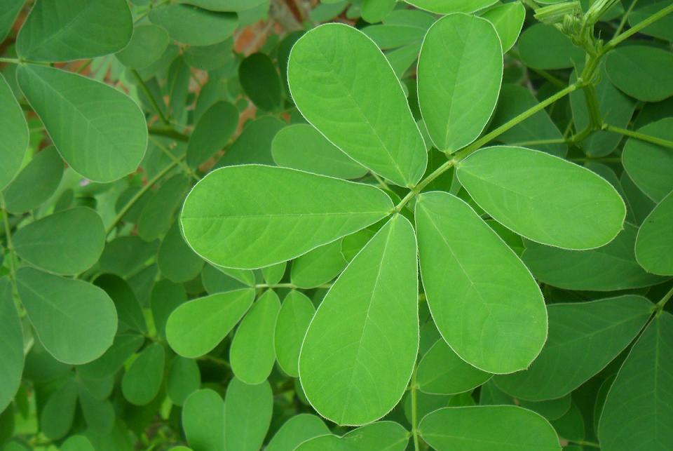 花生摘完叶子不要扔哦因为