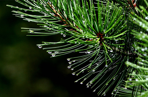 松树的松针要怎么处理