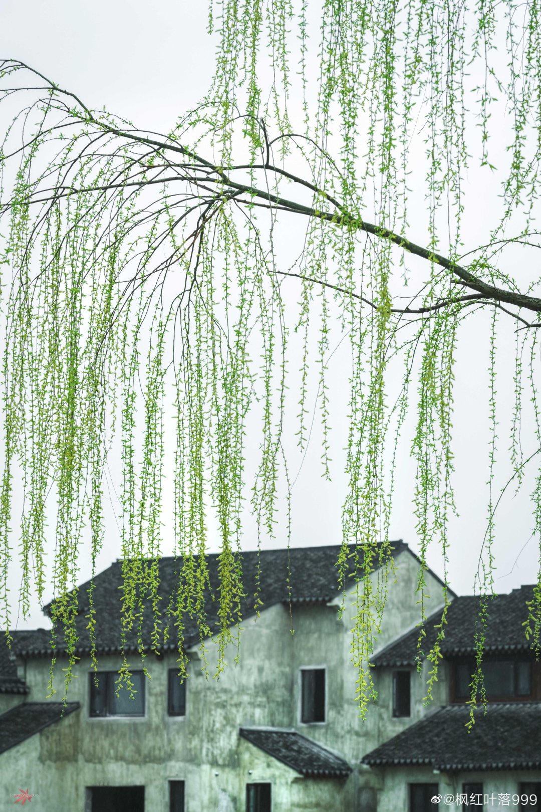 绿柳才黄半未匀常熟沙家浜景区内绿柳的长长枝条低垂在河边