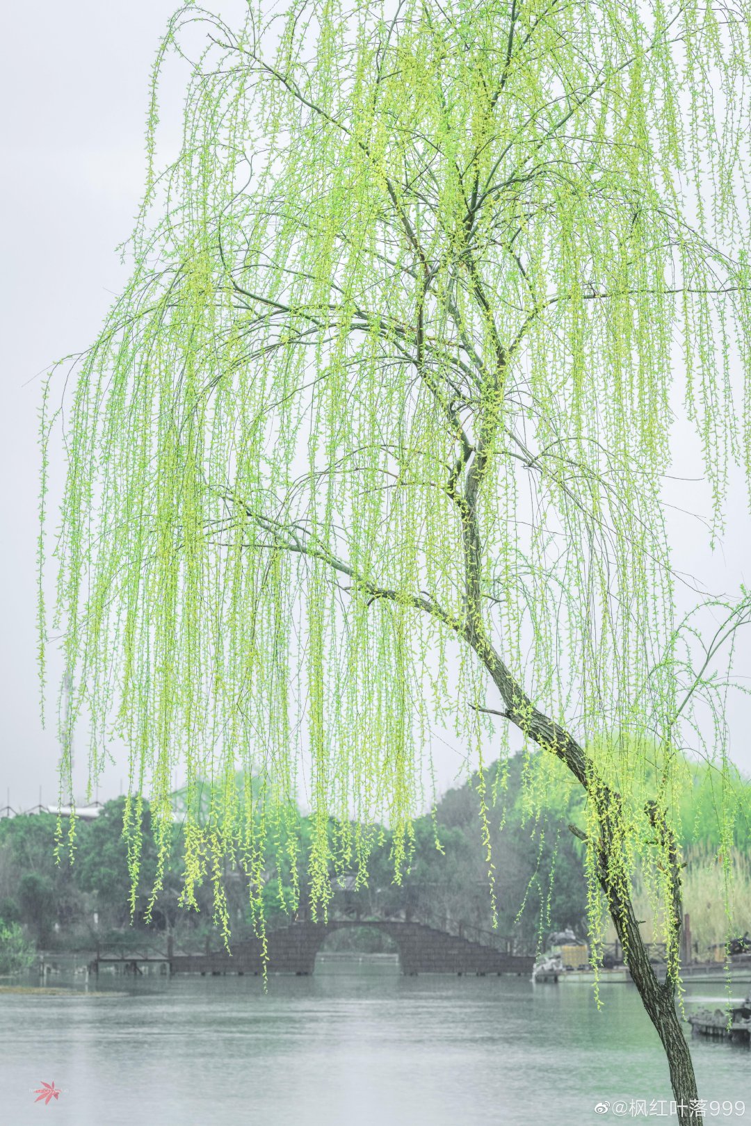 绿柳才黄半未匀常熟沙家浜景区内绿柳的长长枝条低垂在河边