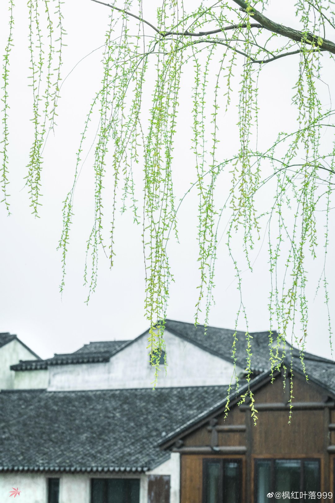 绿柳才黄半未匀常熟沙家浜景区内绿柳的长长枝条低垂在河边