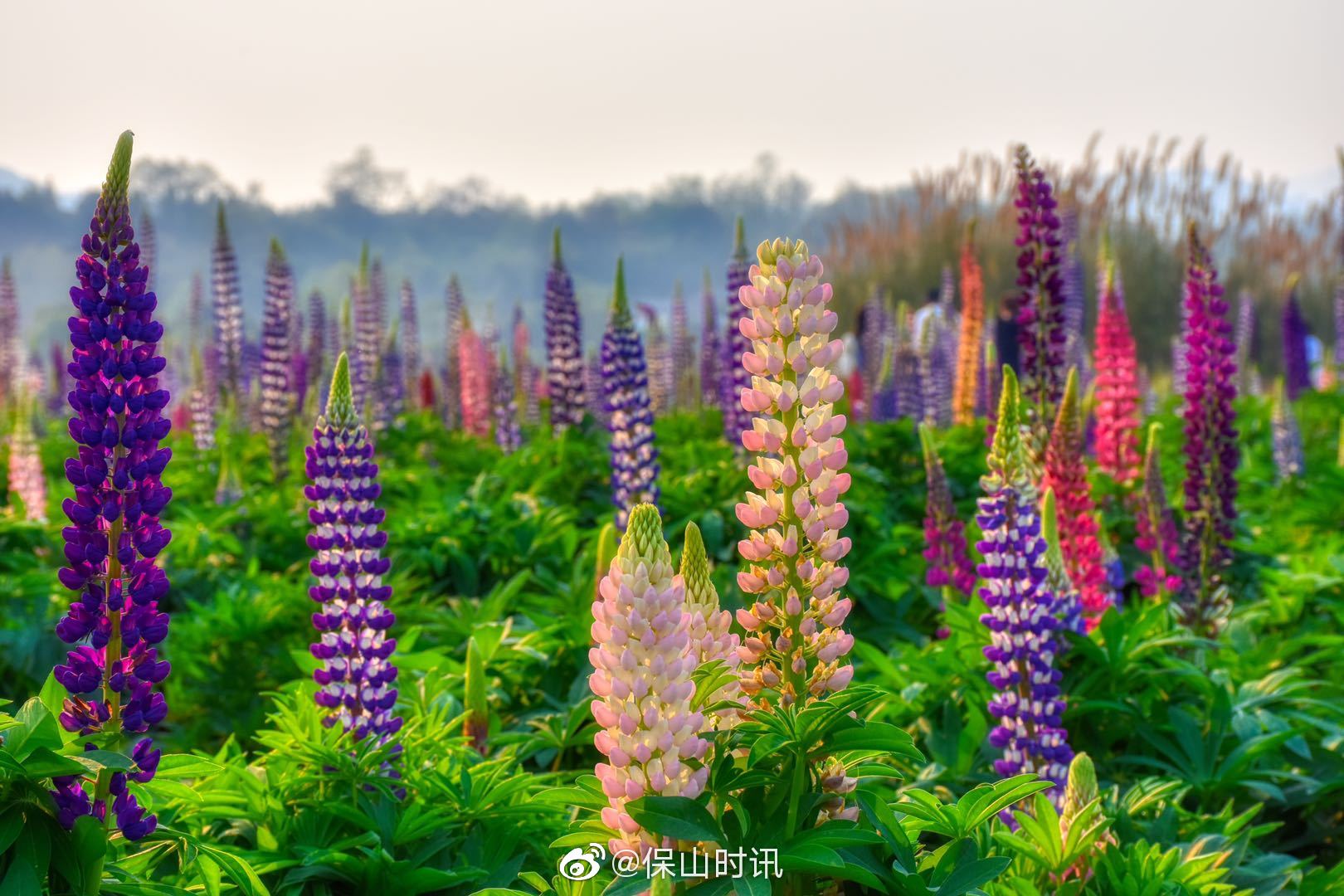 保山腾冲龙川江畔鲁冰花开放等你来