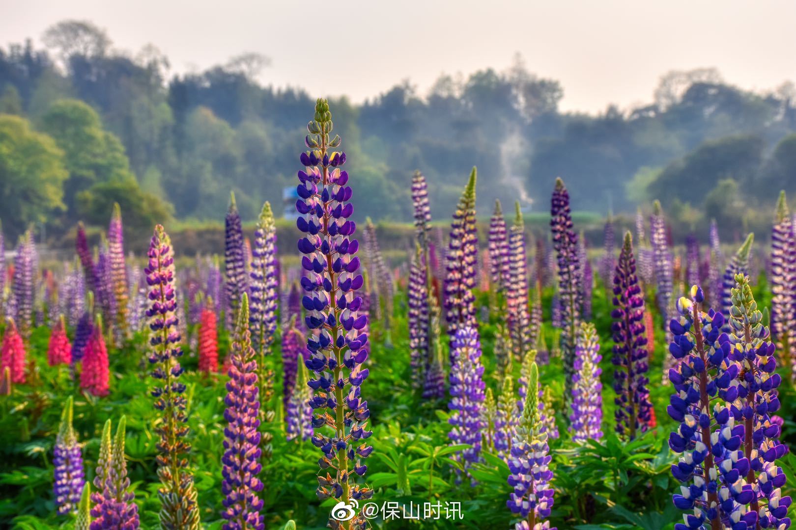 保山腾冲龙川江畔鲁冰花开放等你来
