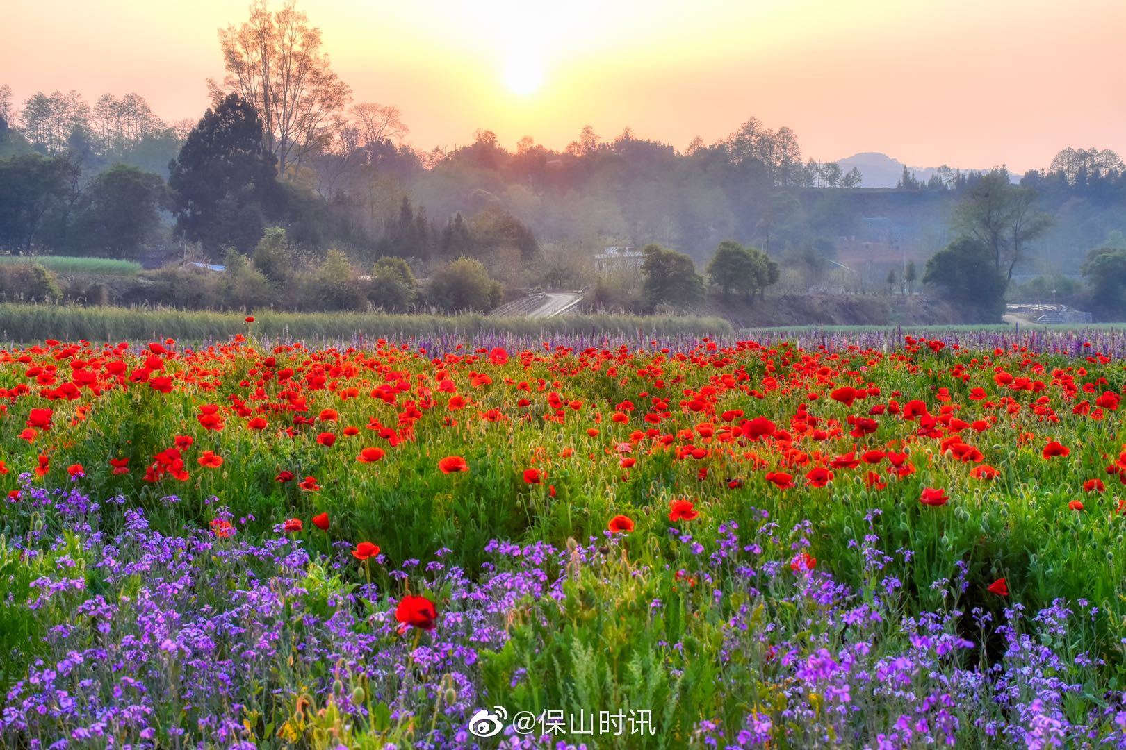 保山腾冲龙川江畔鲁冰花开放等你来