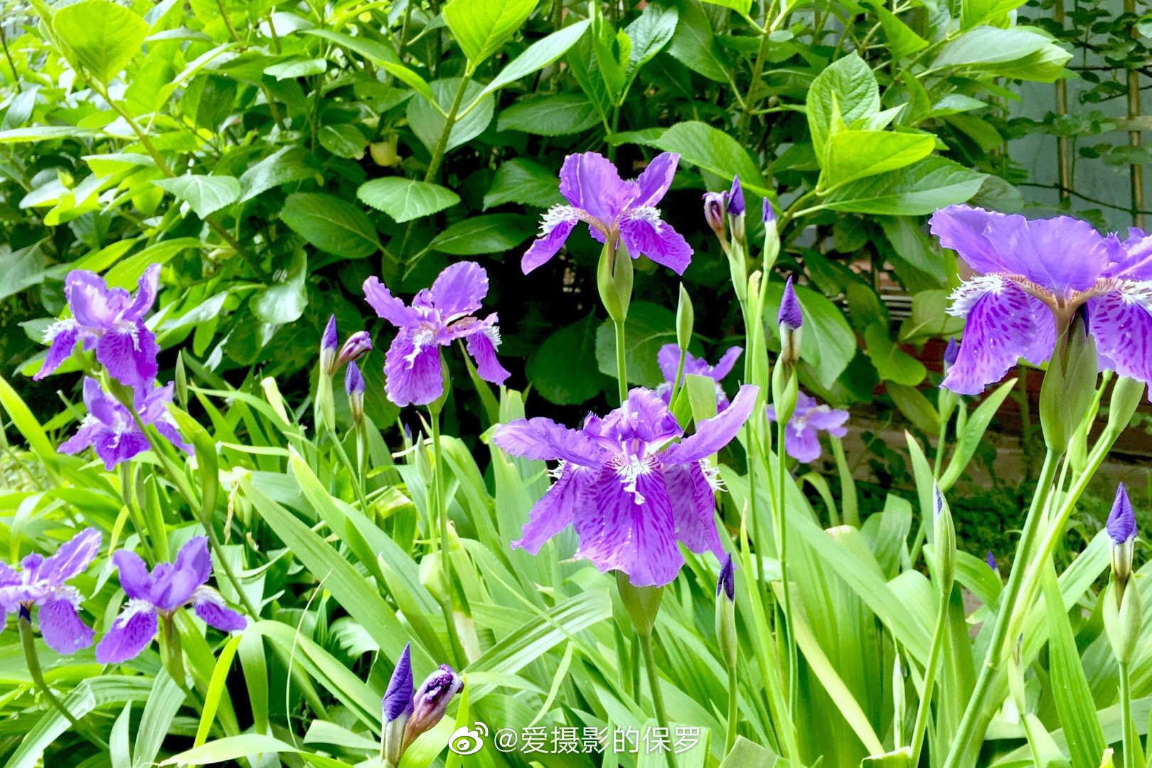 宅家·寻花看景(三)香根鸢尾(法国国花)