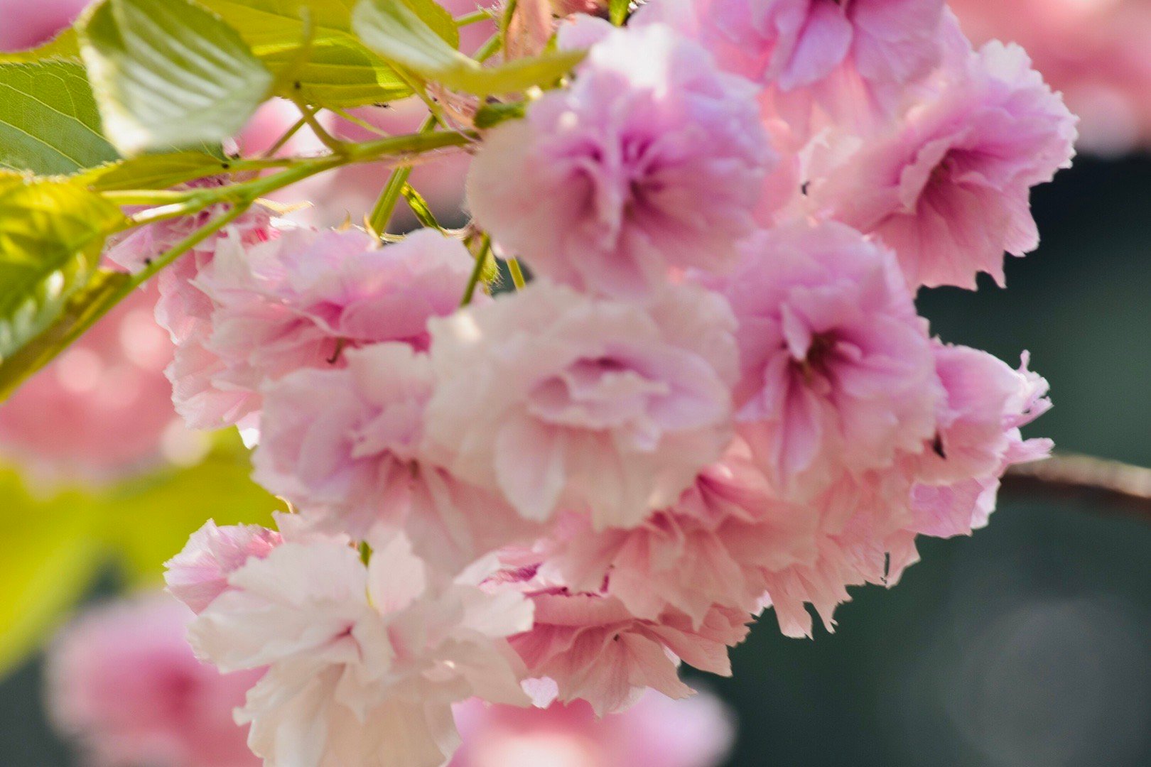 粉樱缤纷,枝头绽放