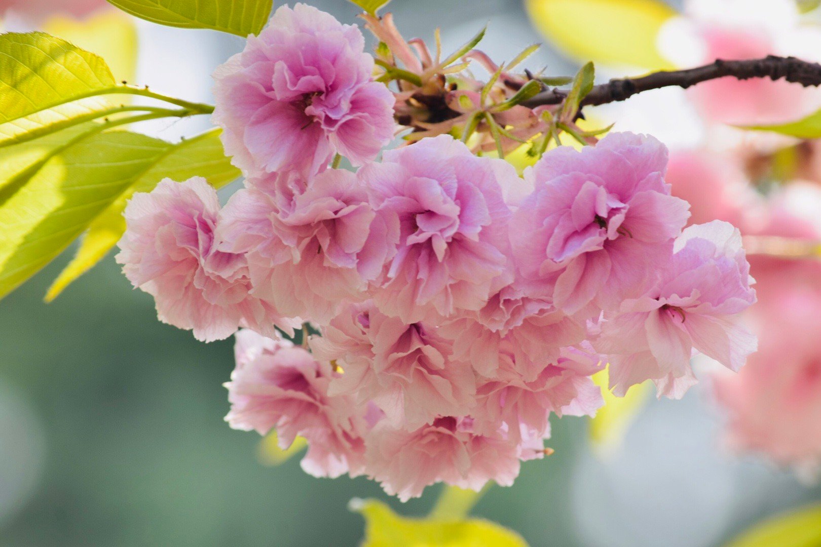 粉樱缤纷,枝头绽放