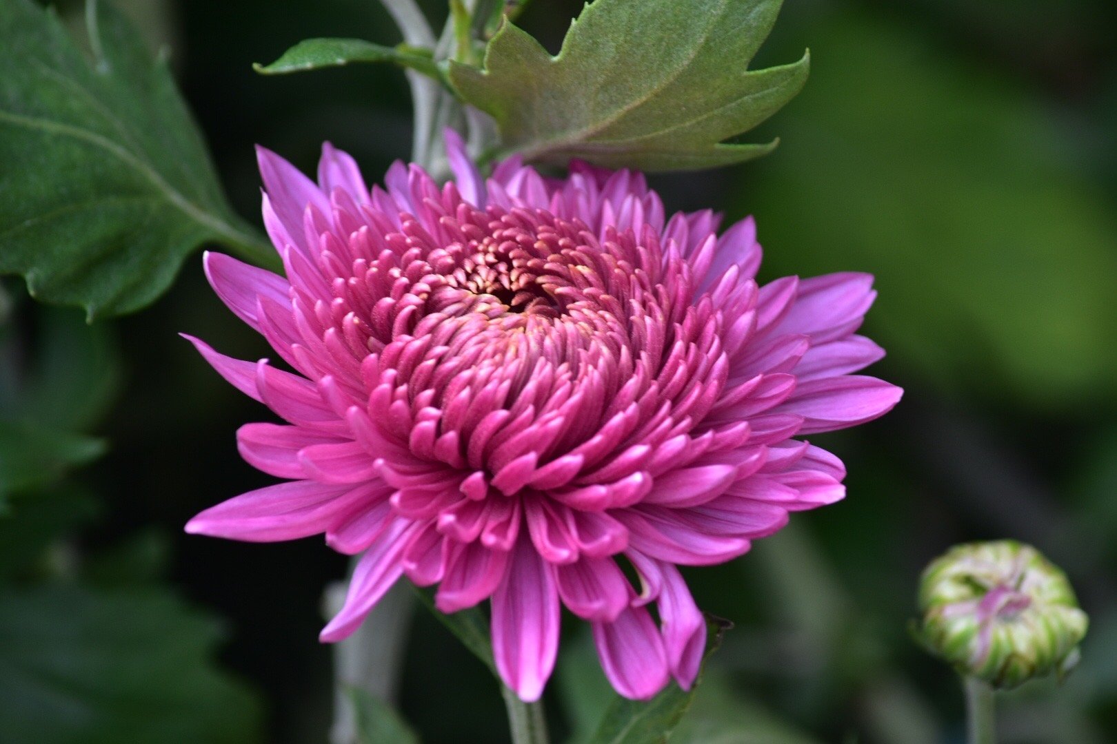 菊花盛开,一朵一朵,红宝石吸引众人围观!_高清图集_新浪网