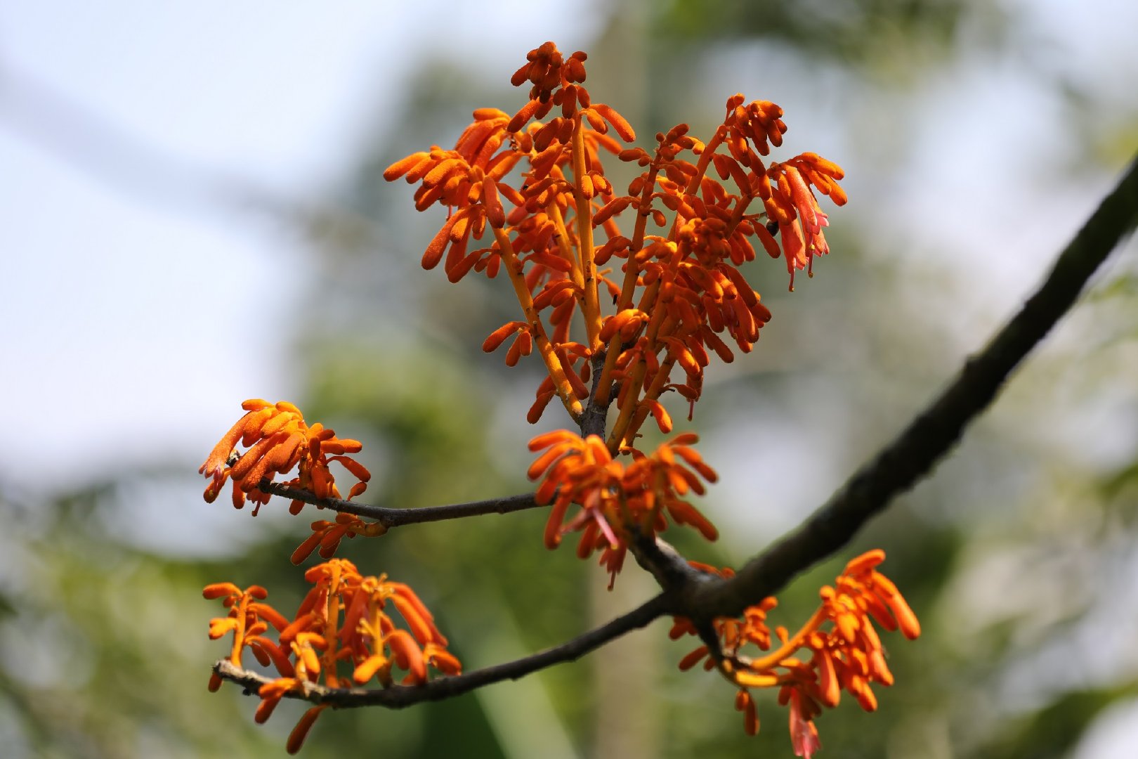 腾冲发现濒危国家二级保护植物火桐群落