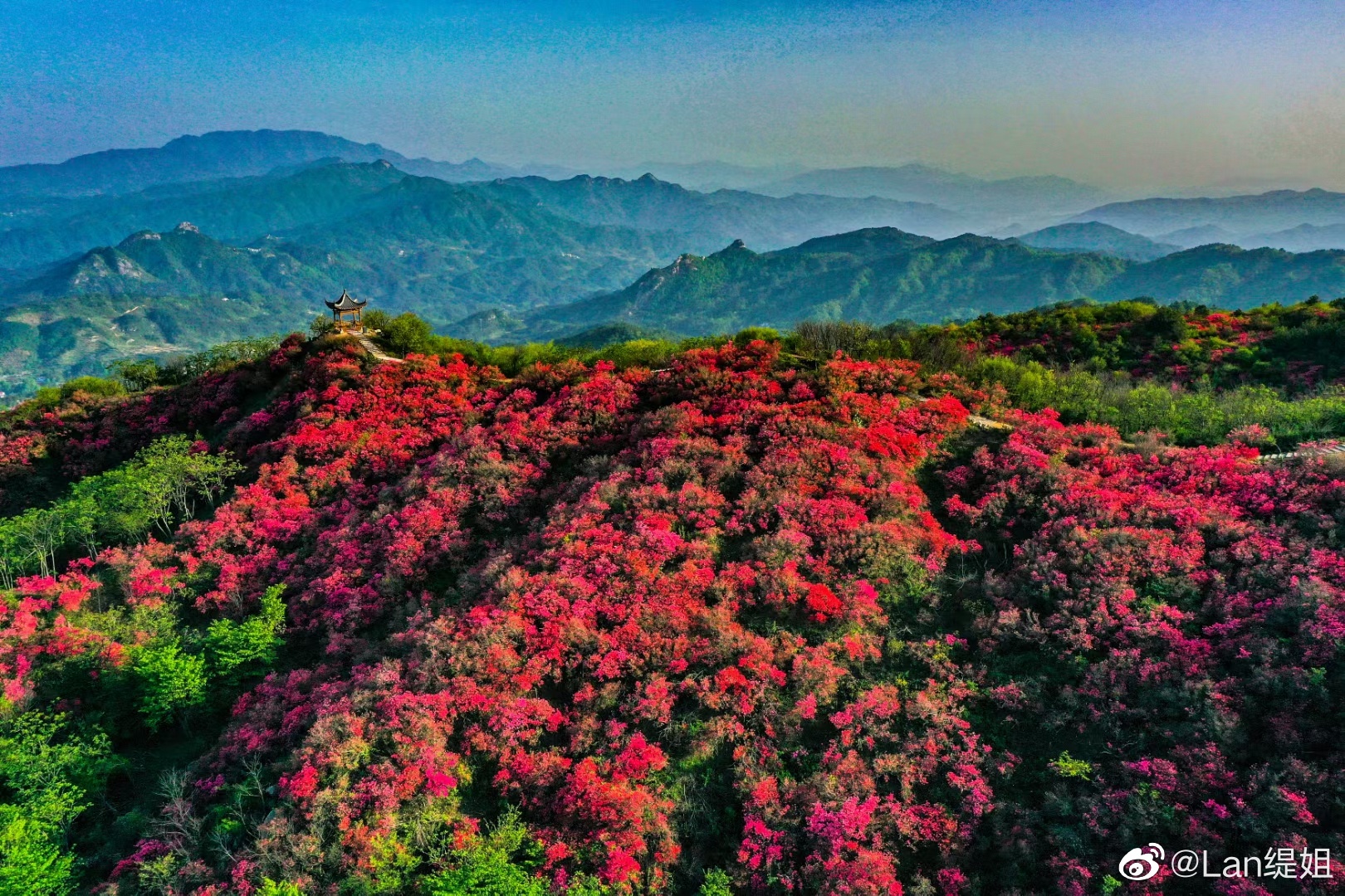 金寨县吴家店镇境内的太平山万亩映山红开了……_高清图集_新浪网
