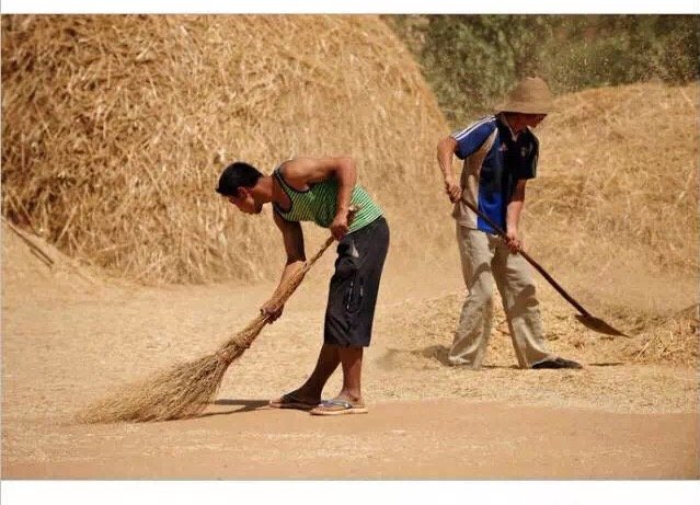 五一劳动最快乐小时候农村收麦子的场景太珍贵了