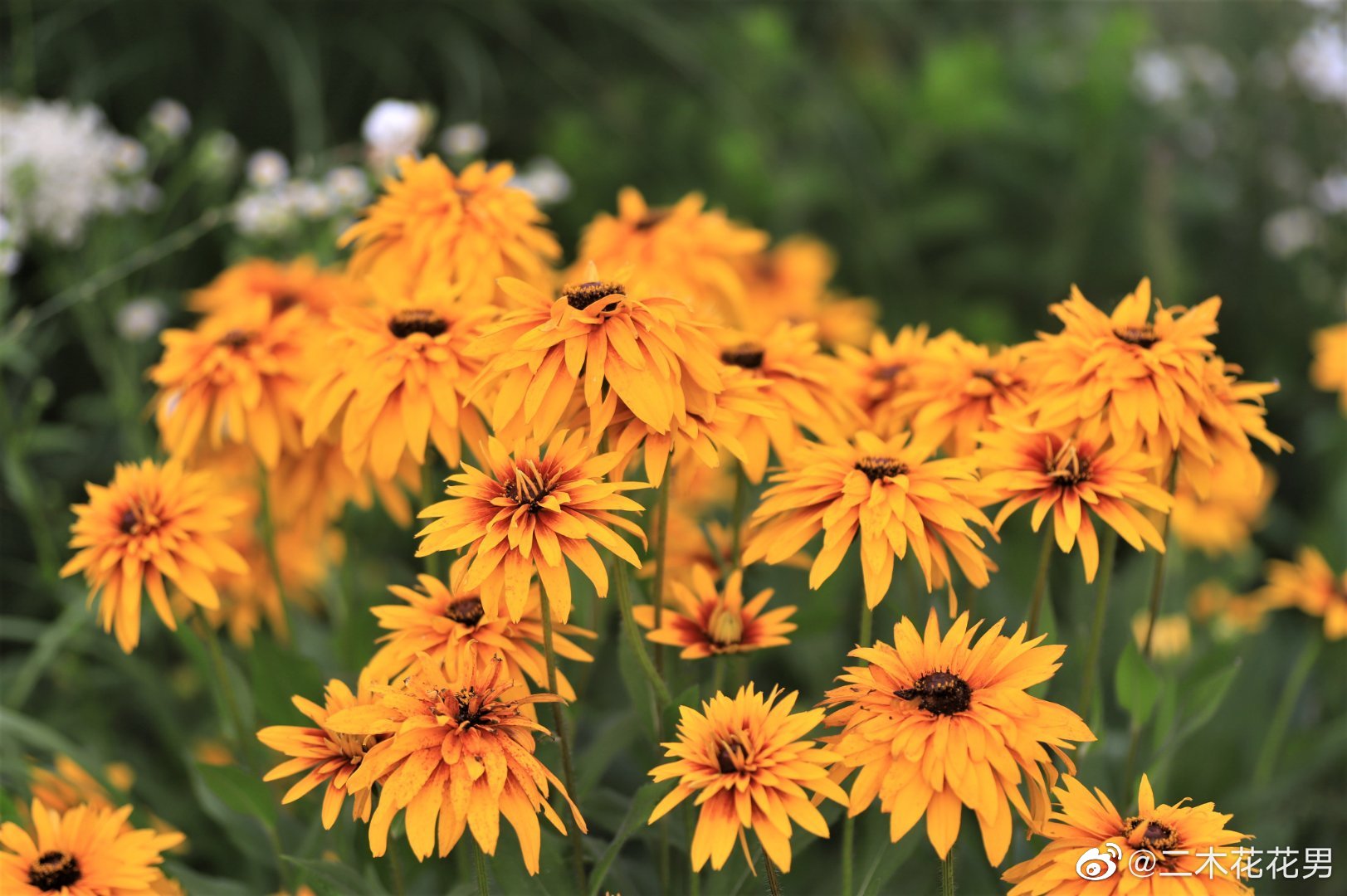 今天的温度就特别想发点夏天温暖的花