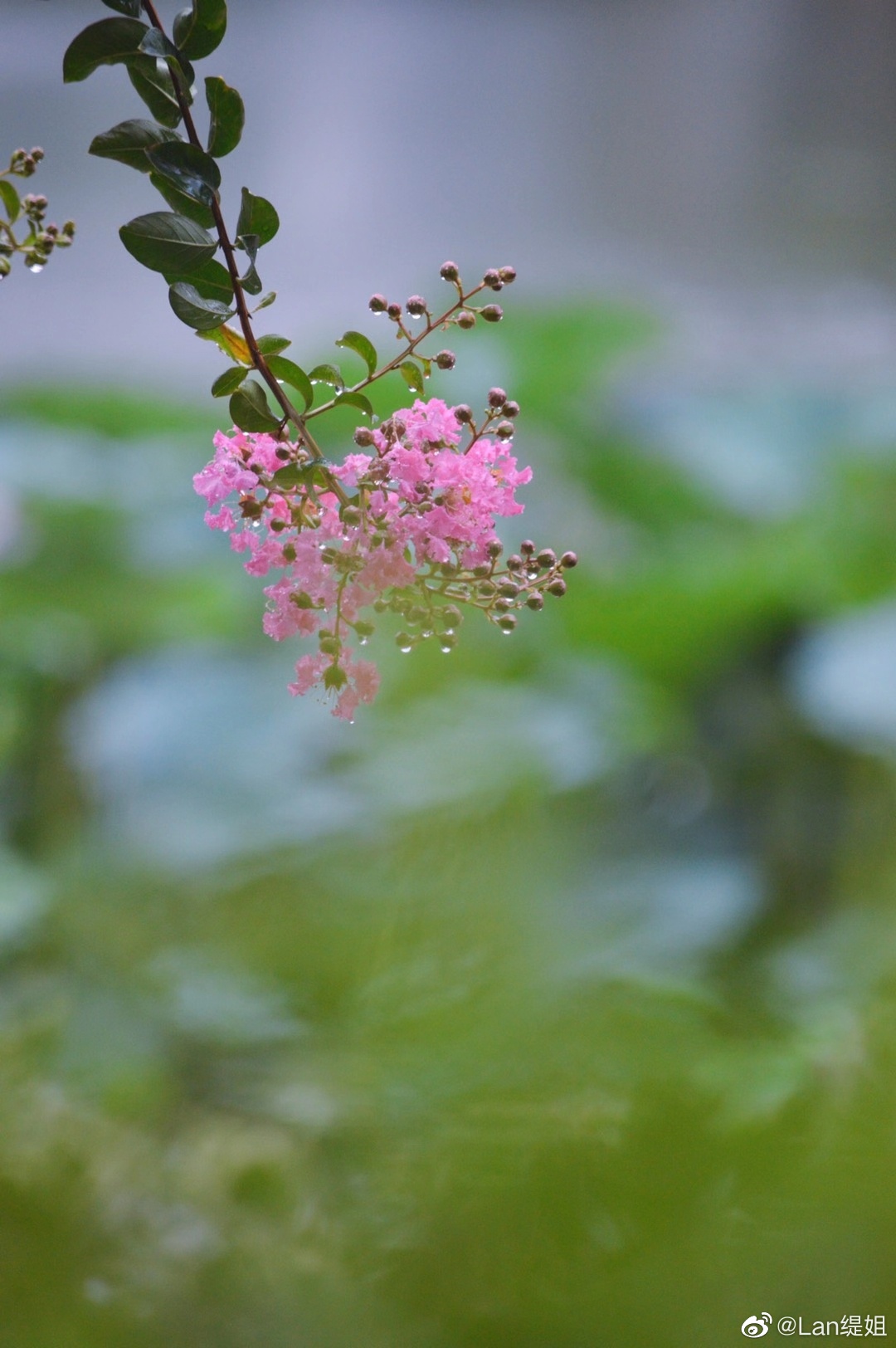 粉团锦簇,花云缭绕.雨后,紫薇(摄影李黎)