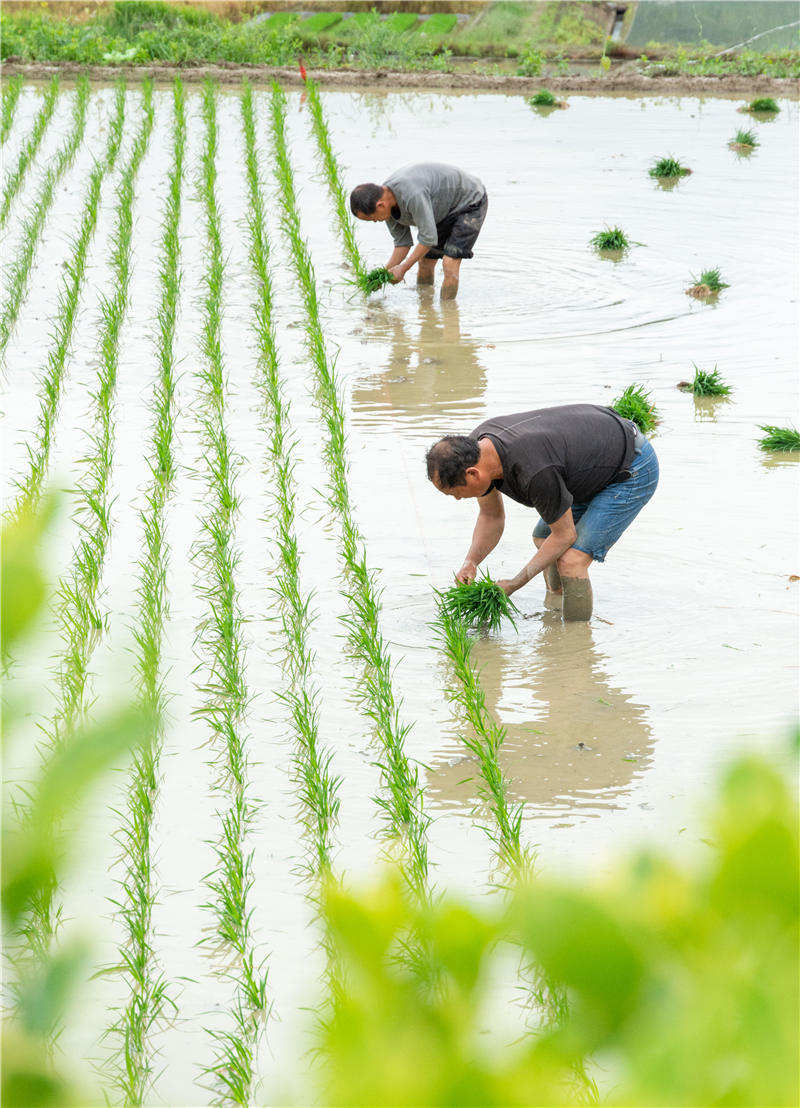 初夏时节,湖北省襄阳市保康县各地夏耕夏播全面铺开,农民抢抓农时翻耕