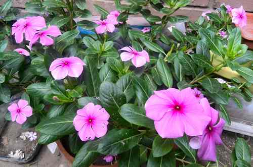 五叶梅没开就谢了是怎么回事|叶梅|长春花|养分_新浪新闻