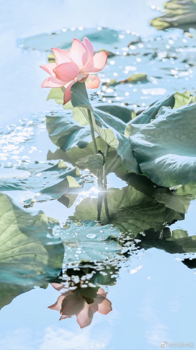 绝美荷花! 雨过天晴之后,掉落的水珠会被照亮……_高清图集_新浪网
