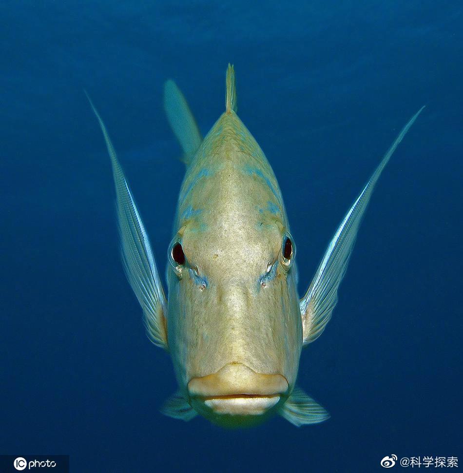 神奇的海洋生物波纹唇鱼