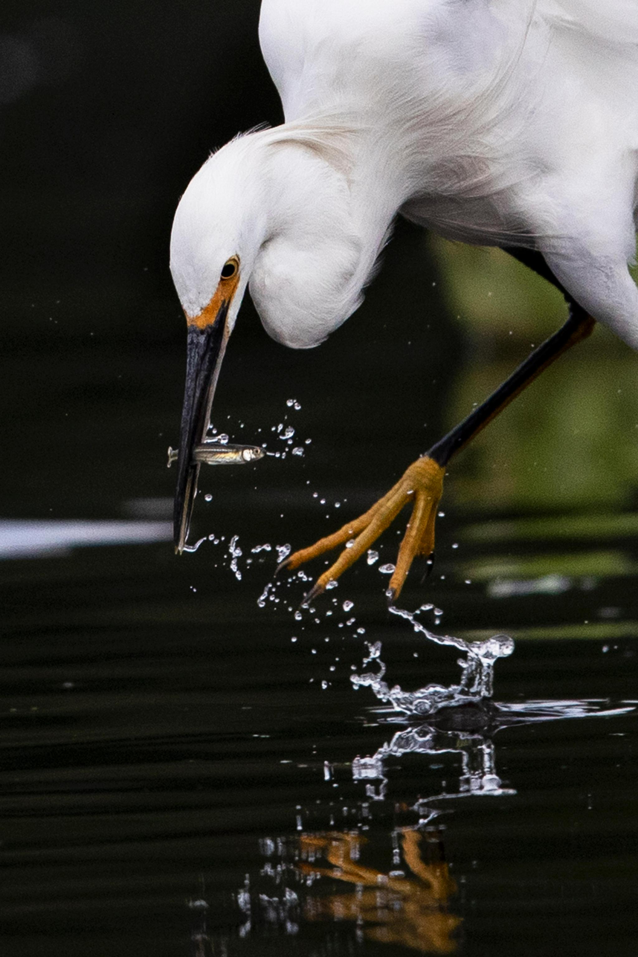 (外代一线)白鹭捕鱼