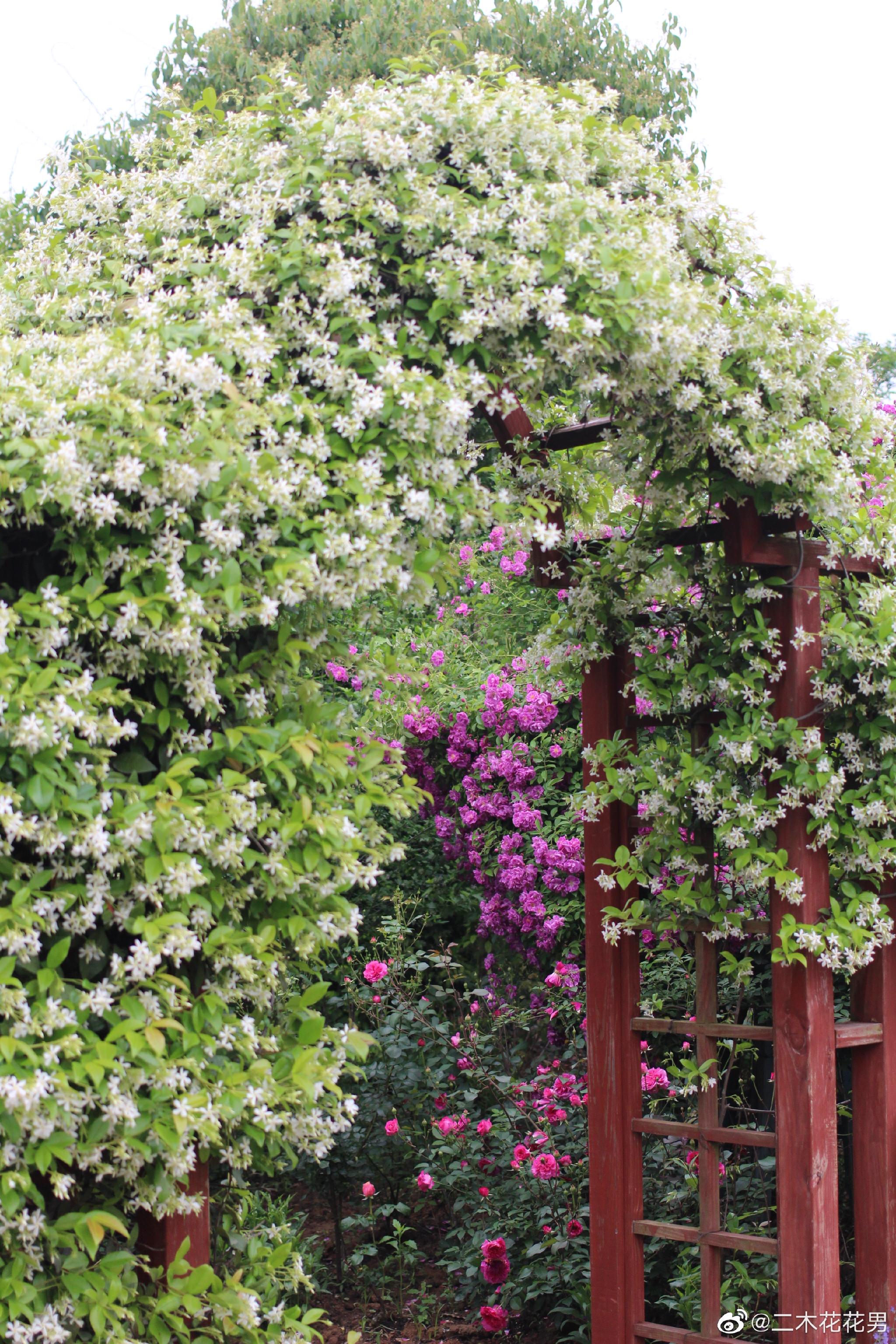 今年的风车茉莉特别猛