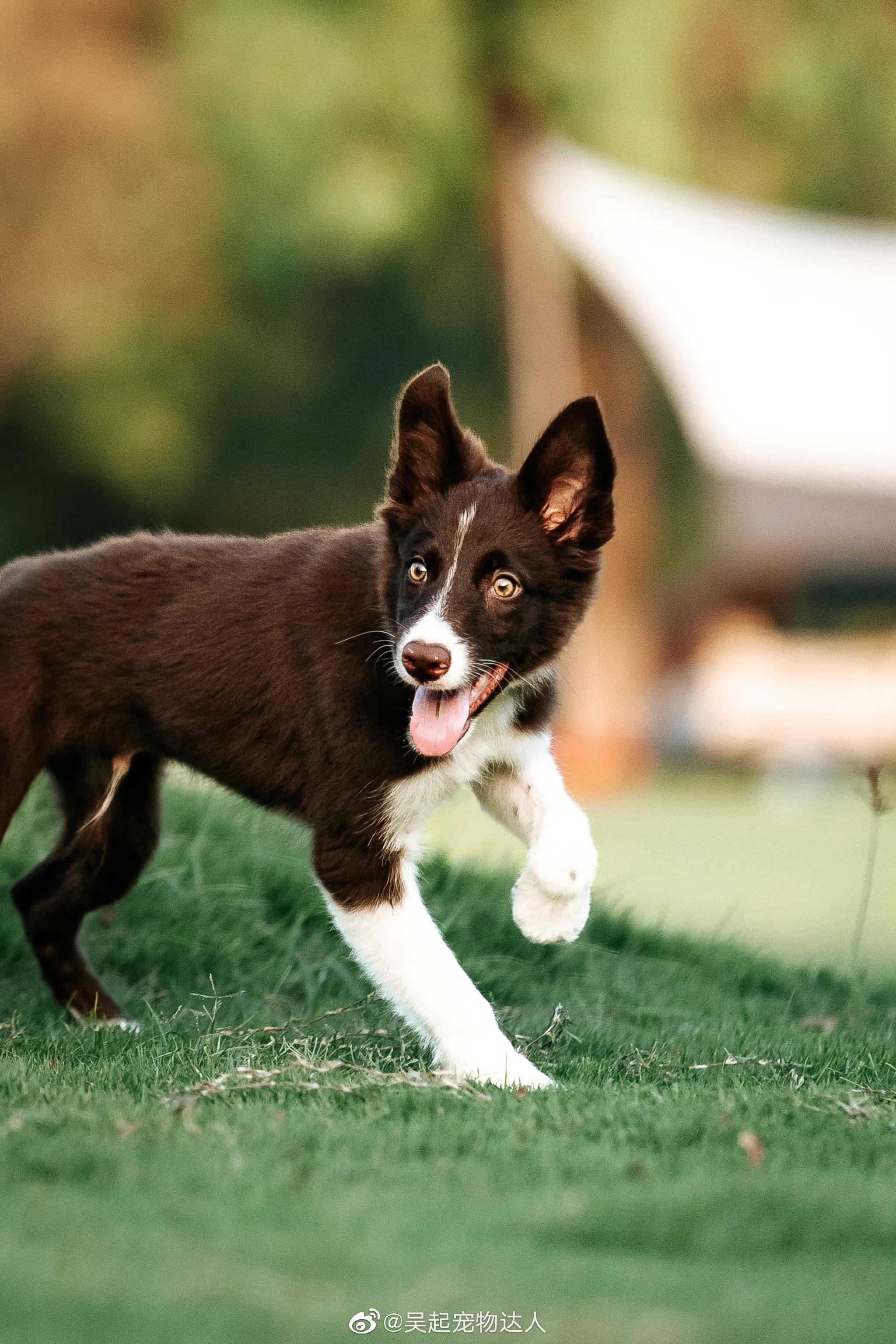 新成员多哥,带着户外首秀(社会化和飞盘兴趣培养)……_高清图集_新浪