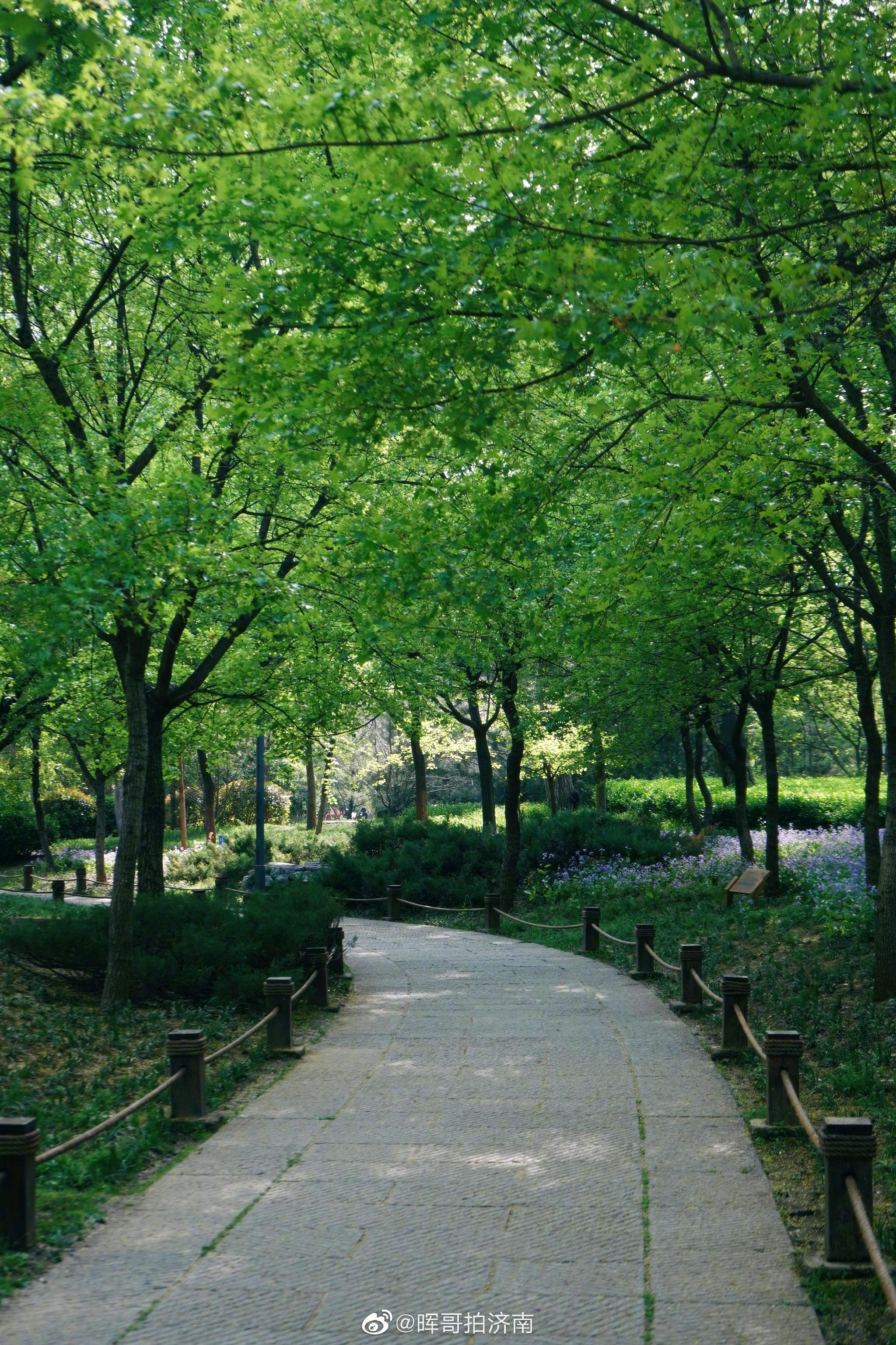 济南春天的森林公园竟然这么美!