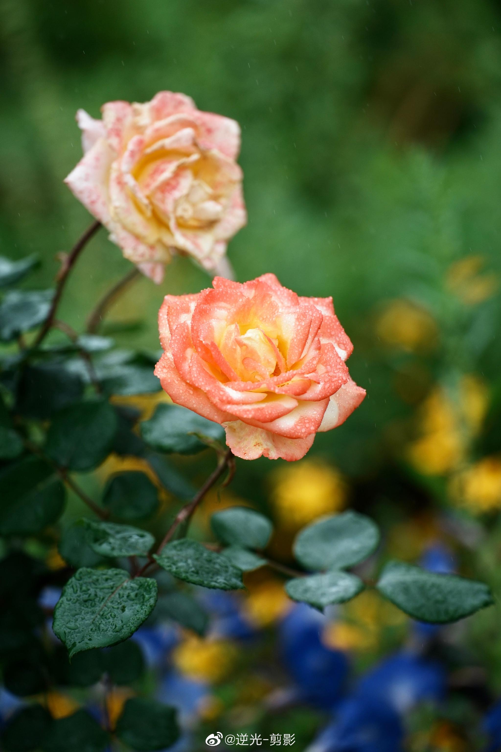 长沙植物园开爆啦人少花好看快来
