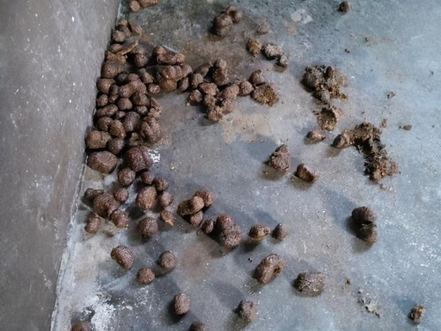 猪便秘最好的治疗方法:试试这一招,轻松就搞定|太保|便秘|母猪_新浪