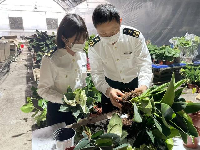 【动植物检疫】母亲节特辑|送你一朵小红花