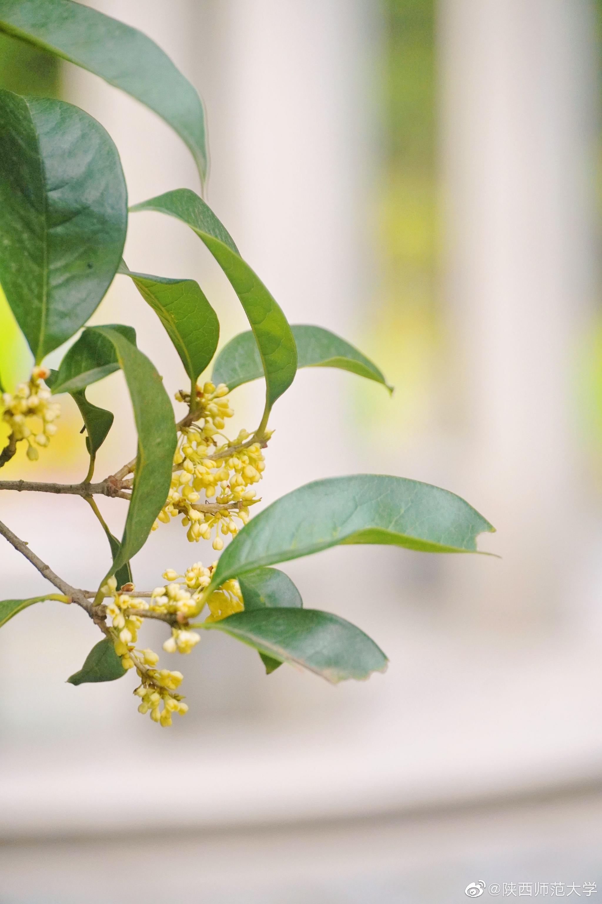 莫羡三春桃与李 桂花成实向秋荣 金秋的师大 是桂花味儿的__财经头条