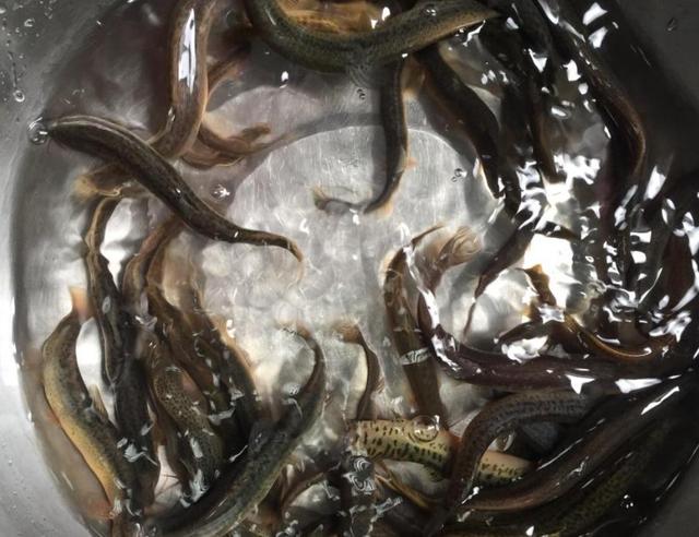 碰到这种鱼我从不还价,一买就是好几斤,简单一炖鲜美好喝还不腥