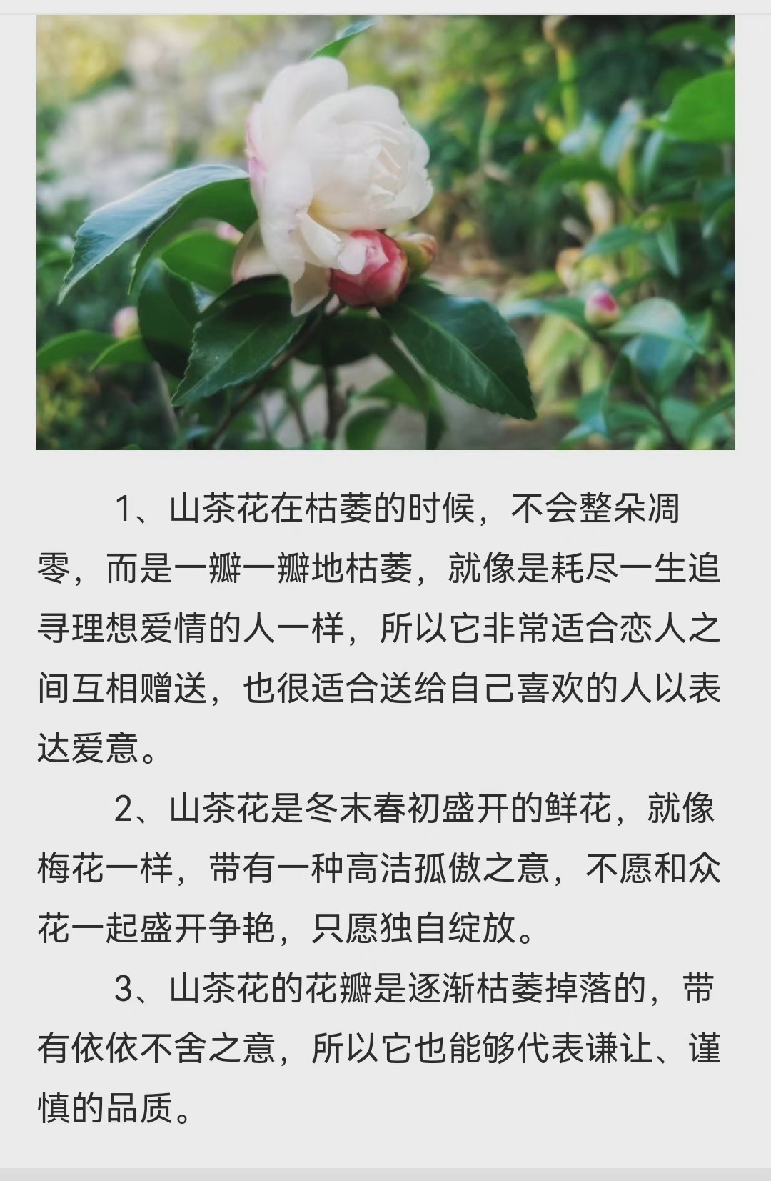 花语是黎明的花(花语是黎明的花是什么花)