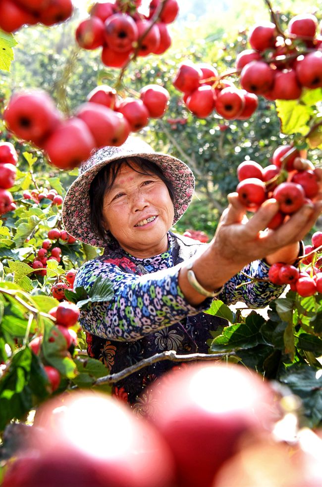 组图|金秋沂源山楂红