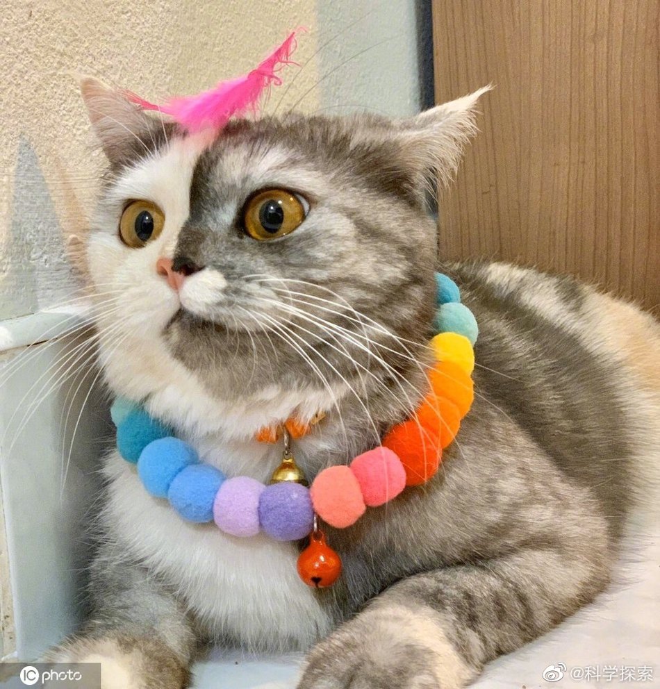 泰国猫咪"阴阳脸"走红,小肉脸半灰半白,超萌