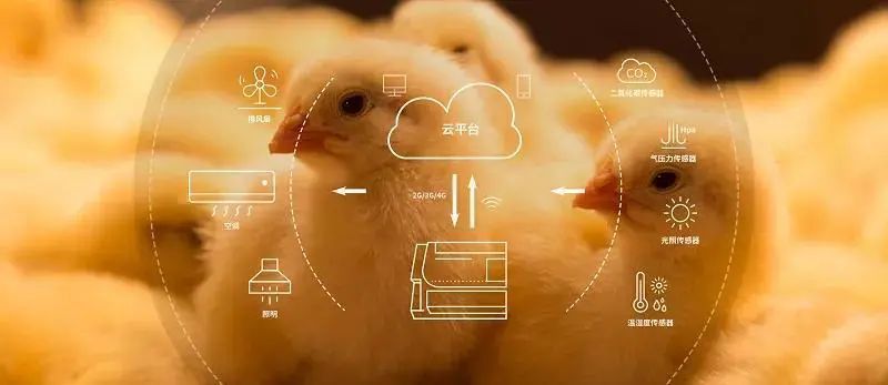 风口!挺好农牧携手科大讯飞一起推进数字化养殖__财经头条