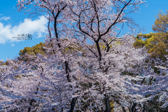 东京上野公园樱花烂漫