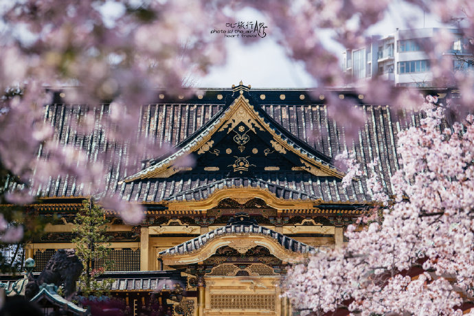 东京上野公园樱花烂漫 东京上野公园樱花烂漫