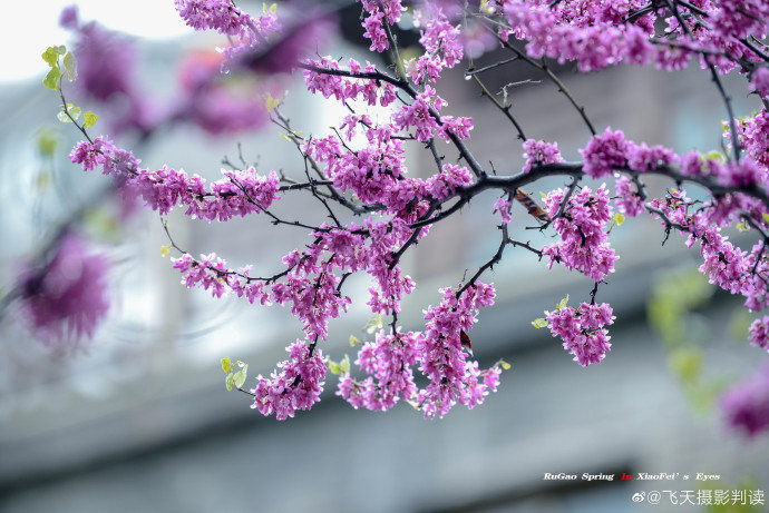 南通如皋市东水关的紫荆花开春雨绵绵图飞天摄影判读