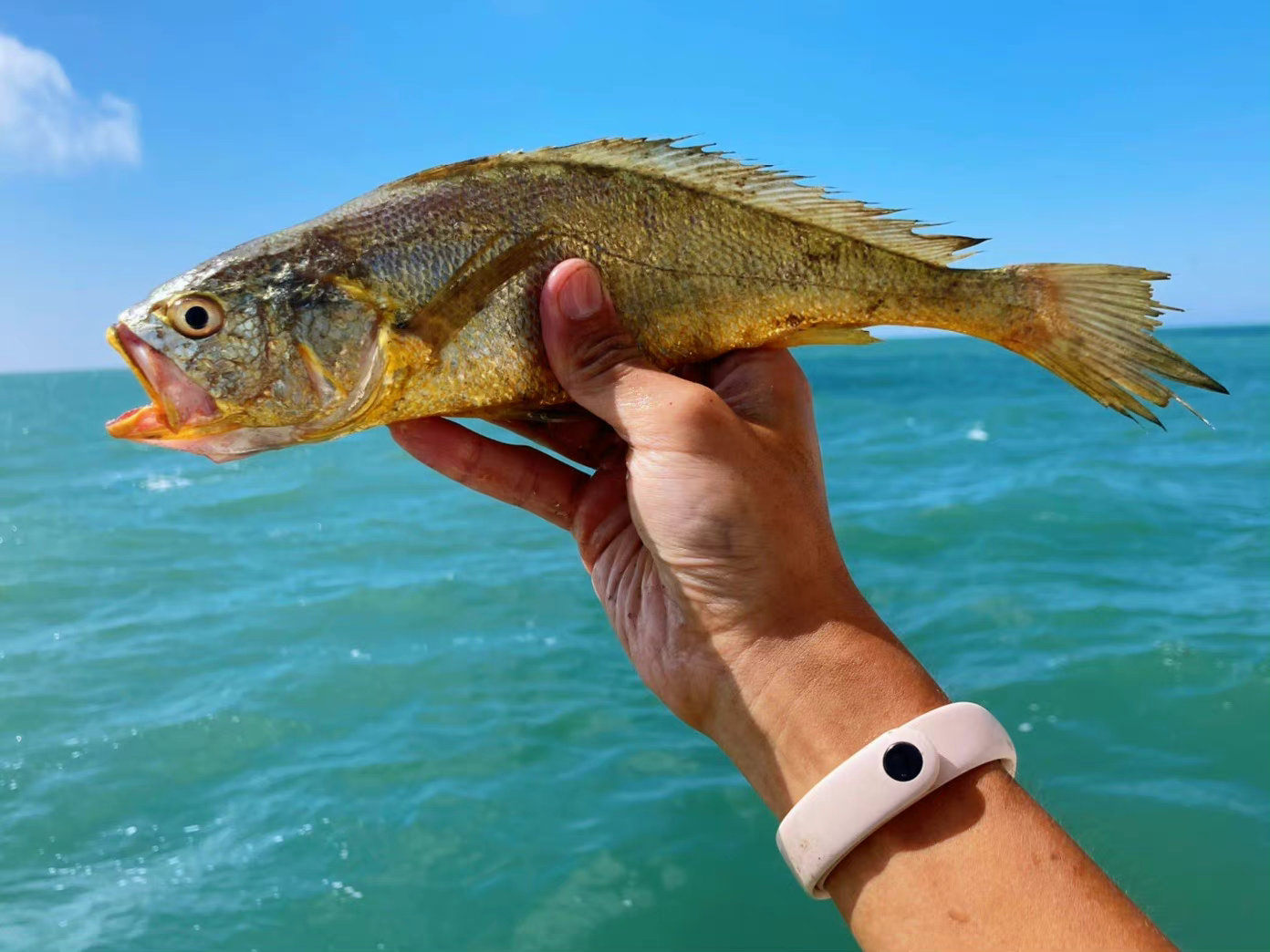 原来活的野生大黄鱼这么好看_高清图集_新浪网