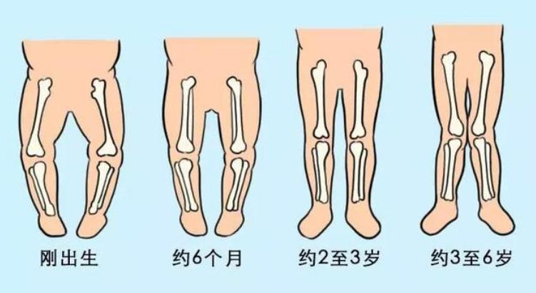 婴儿身体骨骼构造图片图片