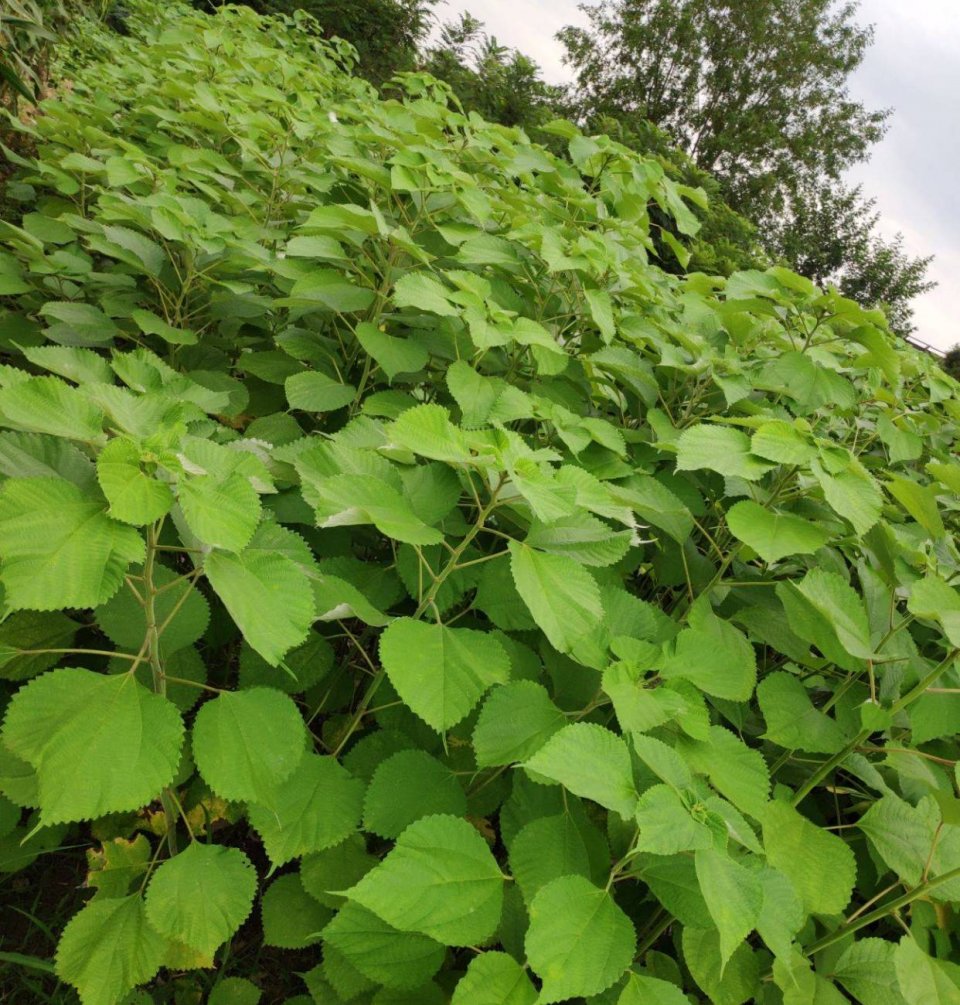 苎麻|夏布|中国草_新浪新闻