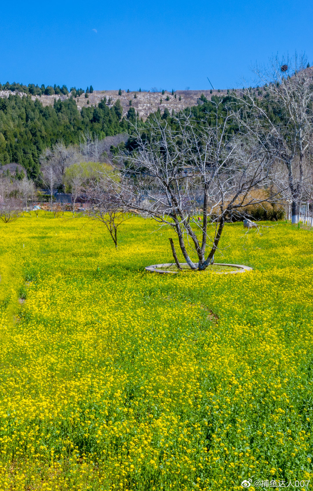 长清油菜花---拍摄于长清孝里福寿园
