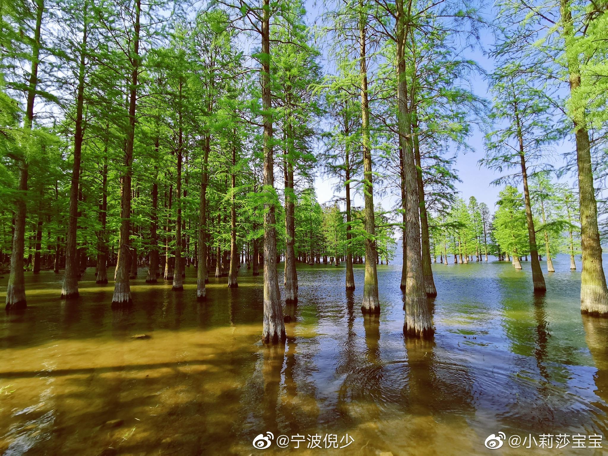 投稿:拍摄于余姚红杉林,影是水中树,树是水中影