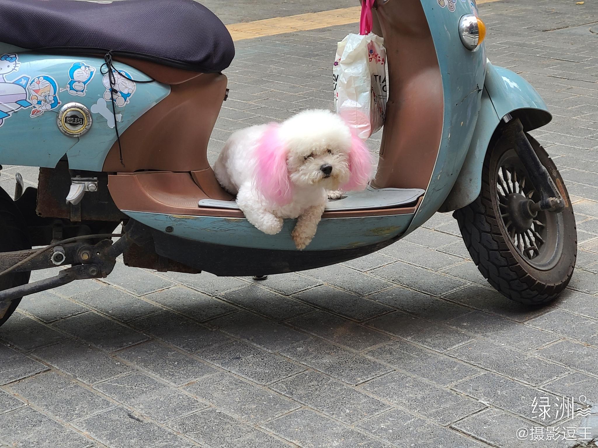 这也太可爱了 呆小电驴上一动不动.