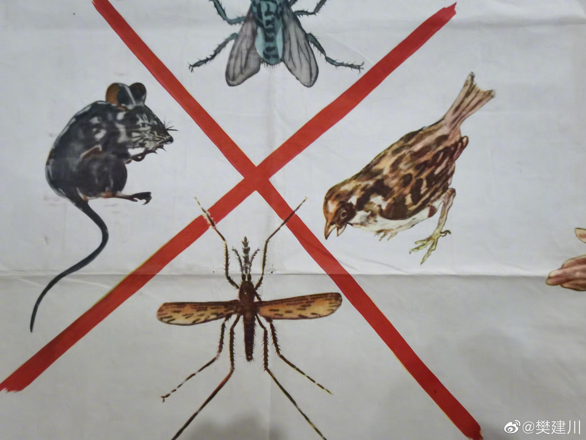 五十年代,新疆全开宣传画:同志,你为除四害做了些什么