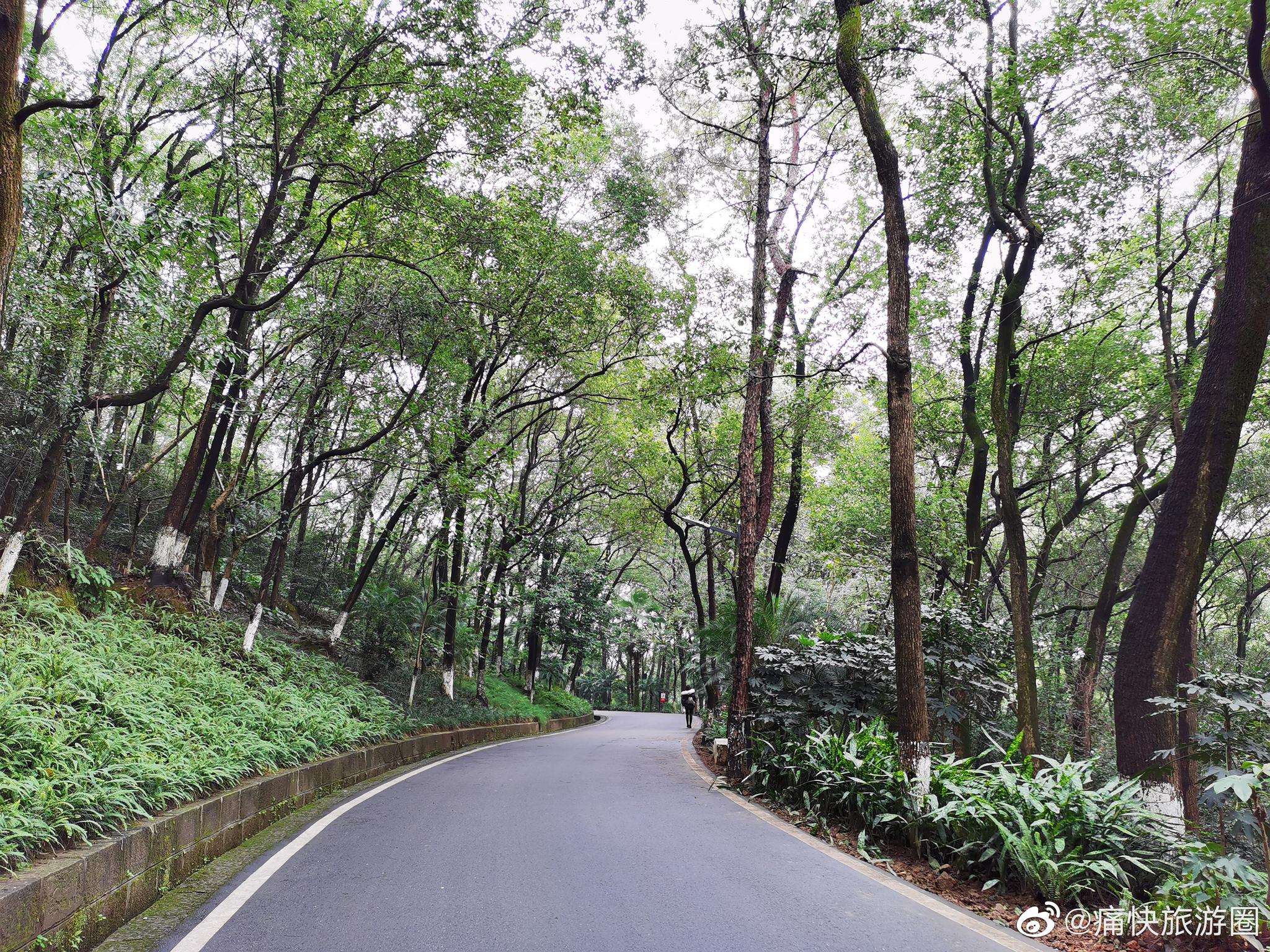 雨中漫步自贡盐都植物园_高清图集_新浪网