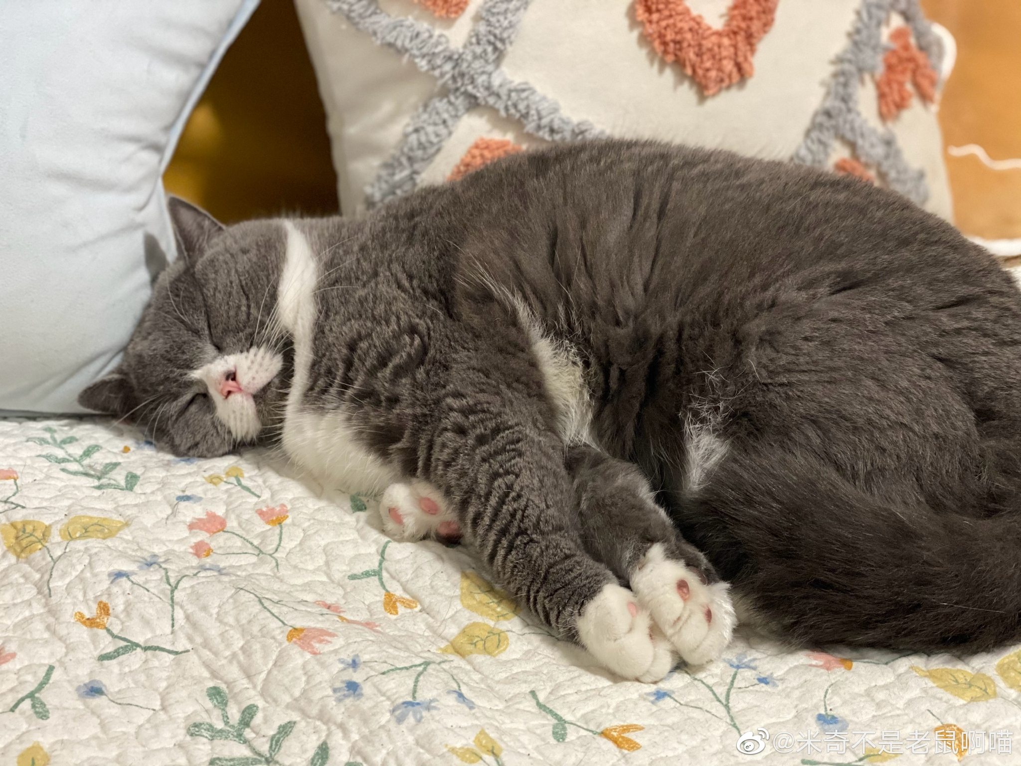 周末最佳躺平姿势!_高清图集_新浪网