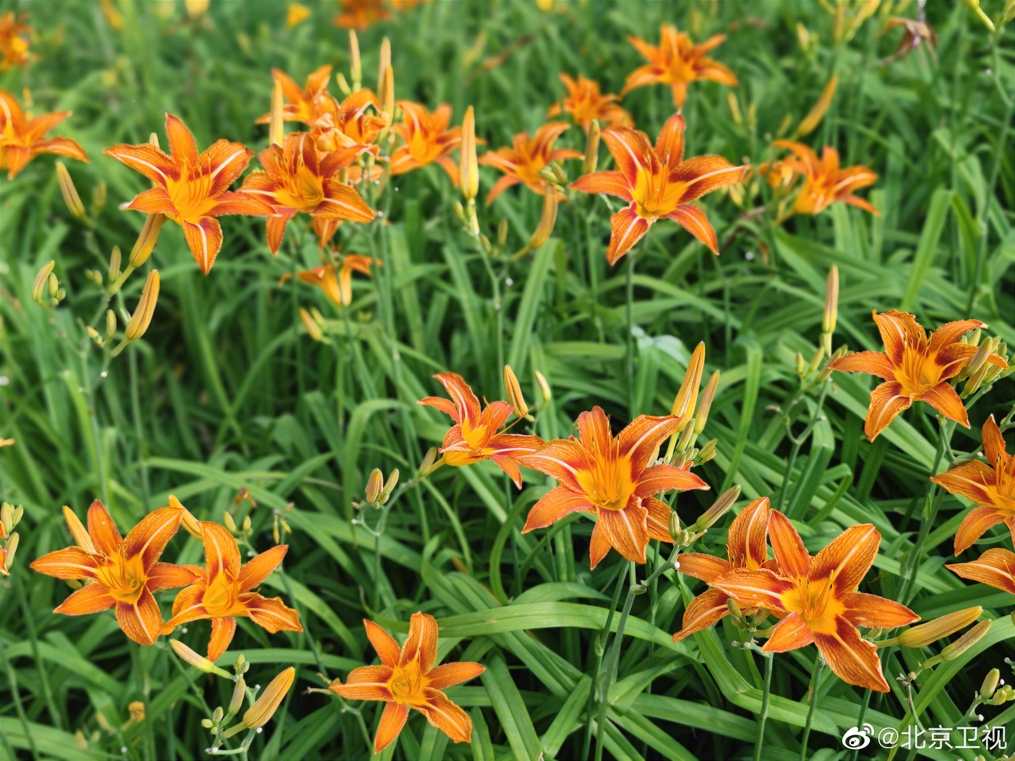 华而不艳,雅而不俗的萱草在民间又称为疗愁花,黄花