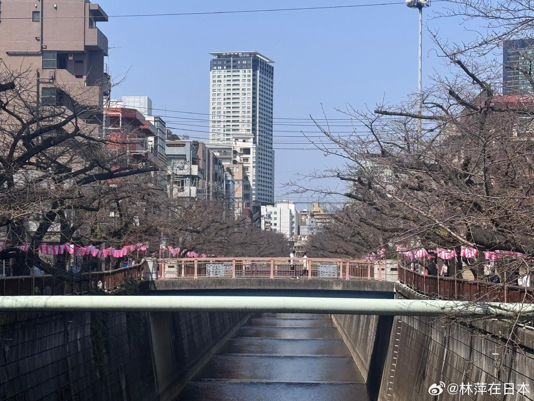 中目黑这边 一朵还没开呢🌸 东京开花时间是不是还要推两三天？|东京|樱花_新浪新闻