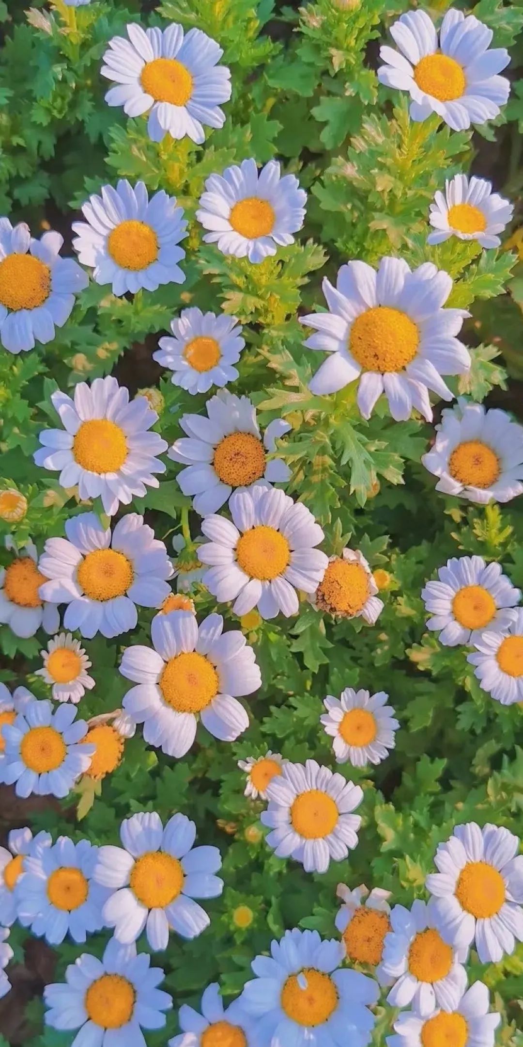 壁纸好看且优质的小清新手机壁纸干净仙气是夏天的气息