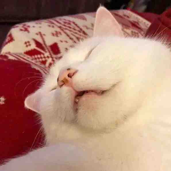 为什么年轻人都爱用猫猫狗狗的表情包?|精灵|表情包|猫猫_新浪新闻